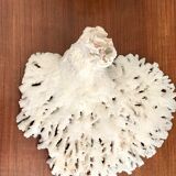 Ancient white coral branch