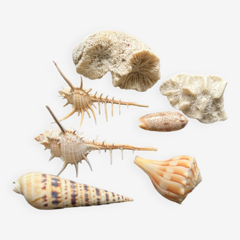A set of shell decorations