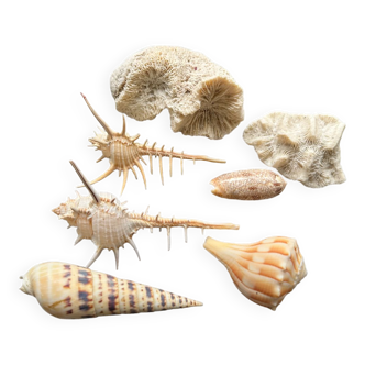A set of shell decorations