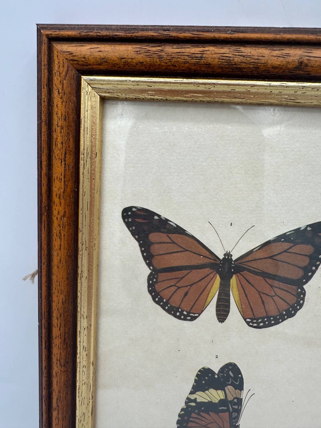 Butterflies lithograph frame