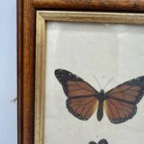 Butterflies lithograph frame