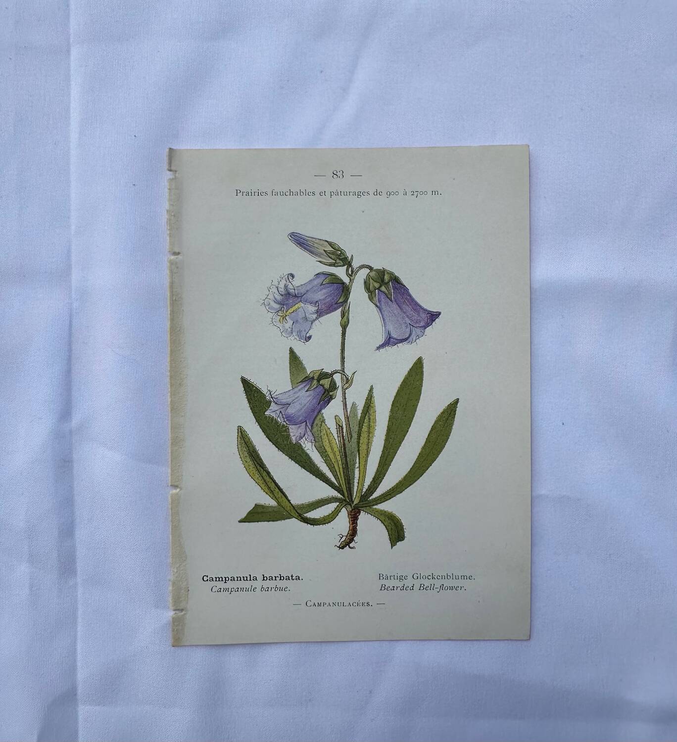 Old botanical engraving naturalist plate 18th century double-sided