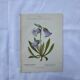 Old botanical engraving naturalist plate 18th century double-sided