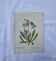 Old botanical engraving naturalist plate 18th century double-sided