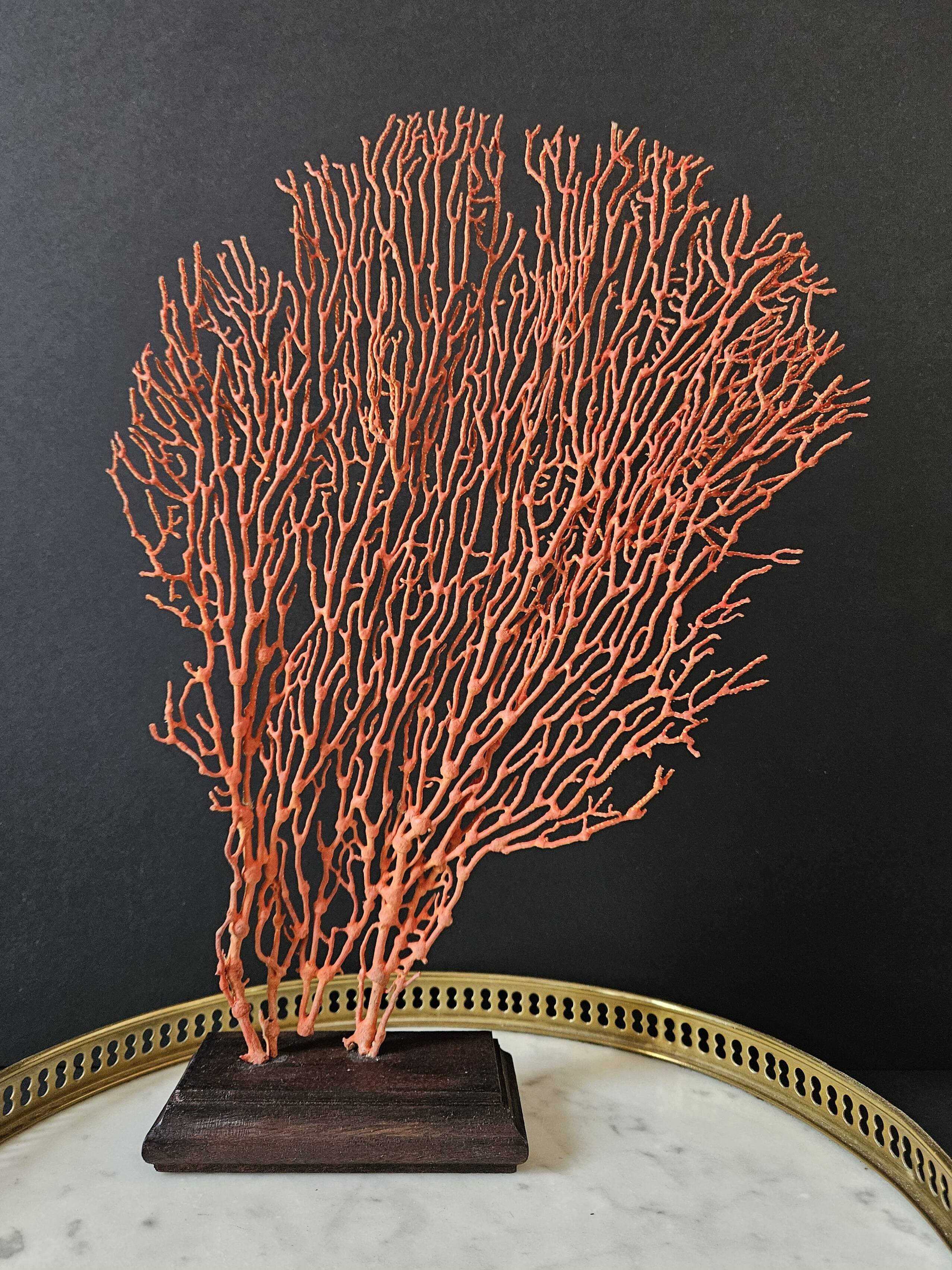 Red Gorgon Wooden Base. H: 34 cm