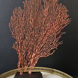 Red Gorgon Wooden Base. H: 34 cm