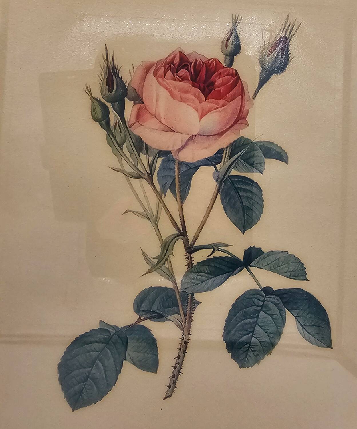 Sparkling rose frame pj Redouté