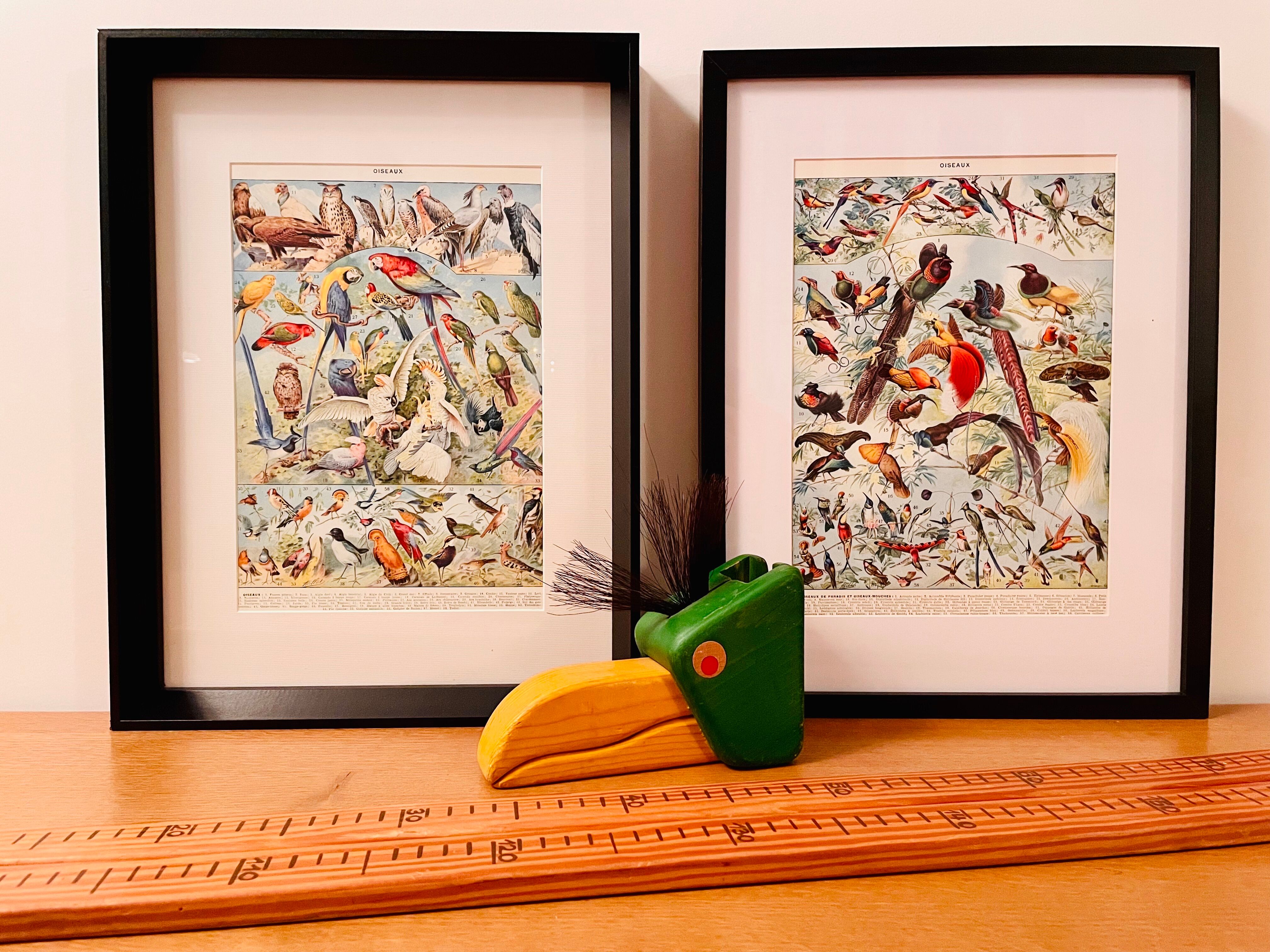 Lithographie gravure sur les oiseaux (autruche) de 1928