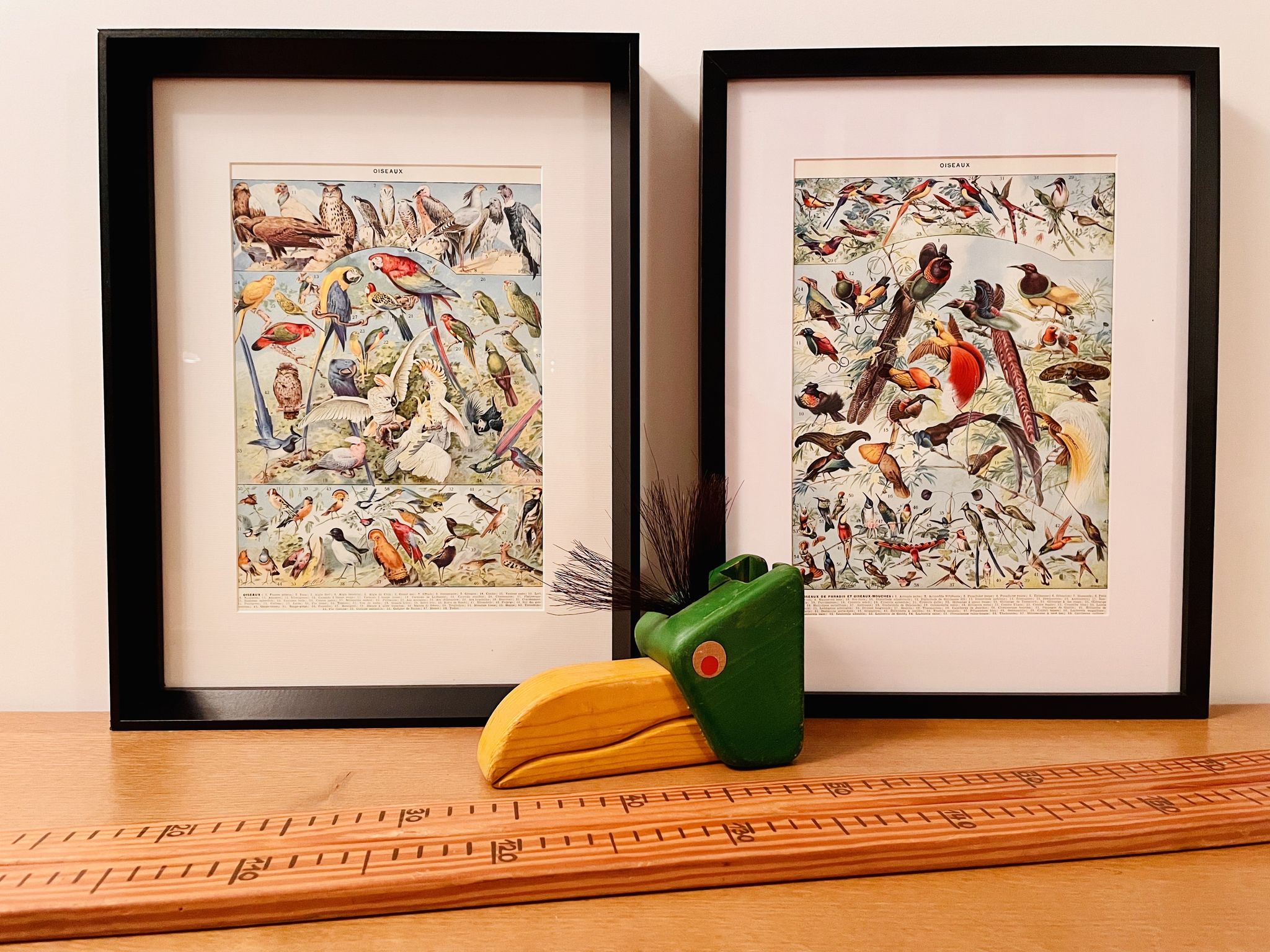 Lithographie gravure sur les oiseaux (autruche) de 1928