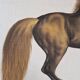 La Roche Laffitte (Born in 1943) - Watercolour drawing on fabric - Horse