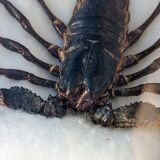 Scorpion naturalisé sous verre