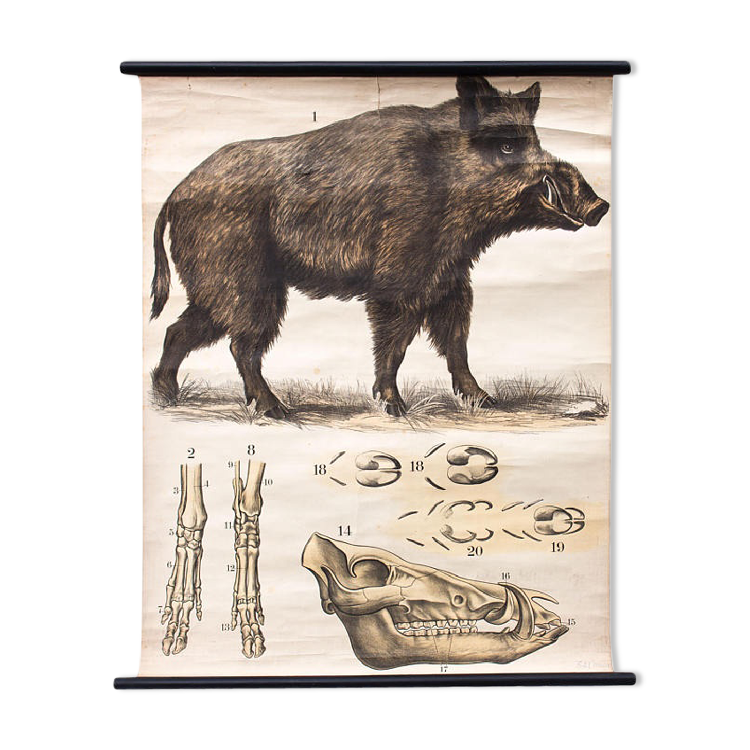 Poster Wild Pork, Engleders, by J. F. Schreiber, 1893