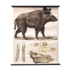 Poster Wild Pork, Engleders, by J. F. Schreiber, 1893