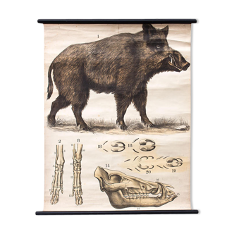 Poster Wild Pork, Engleders, by J. F. Schreiber, 1893
