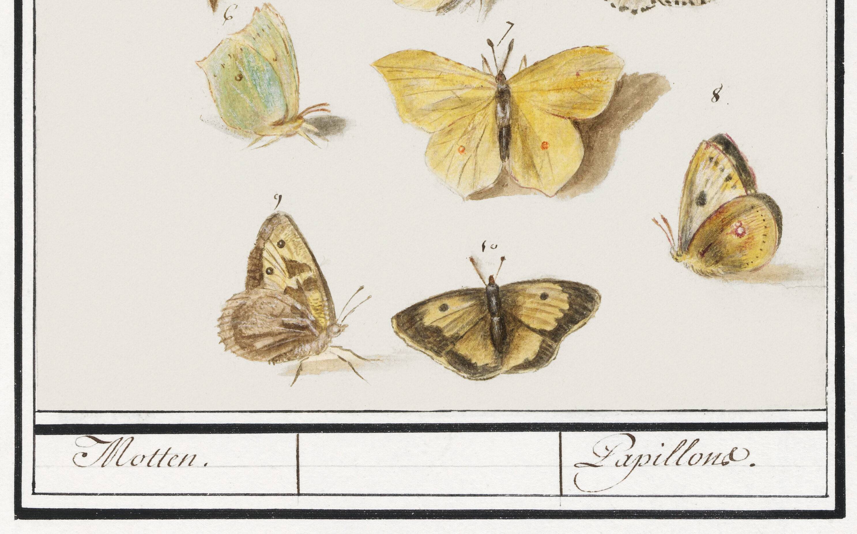 Small poster about butterflies, based on an old engraving from 1610.