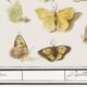 Small poster about butterflies, based on an old engraving from 1610.