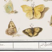 Small poster about butterflies, based on an old engraving from 1610.