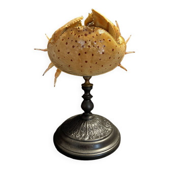 Cabinet de Curiosités crabe honteux naturalisé calappa calappa sur socle