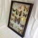 Butterfly frame
