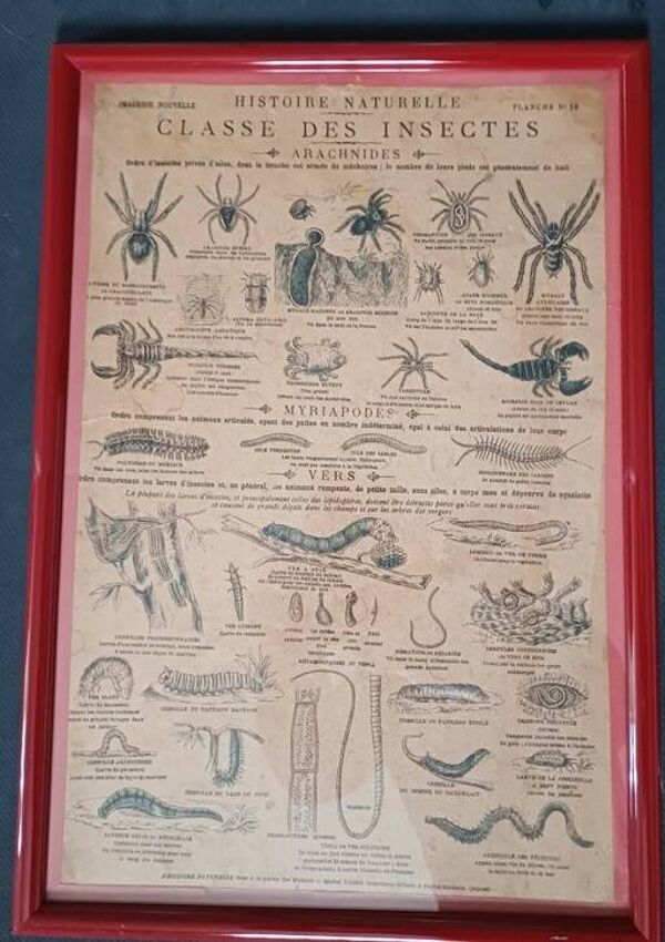 Lot de  planches pédagogiques d'Histoire Naturelle ''Imagerie Nouvelle