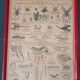 Set of educational boards on Natural History "New Imagery"