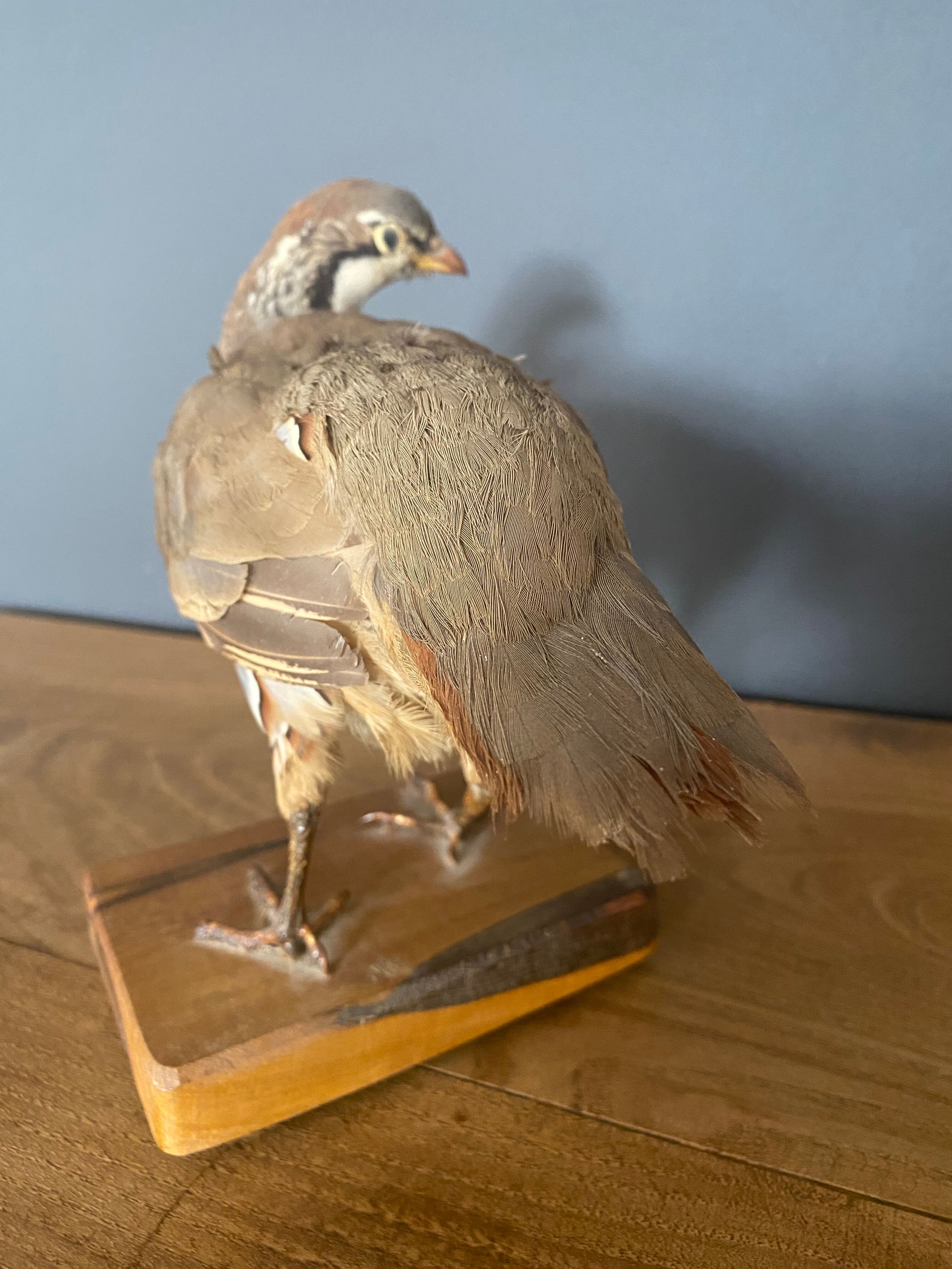 Stuffed/stuffed partridge