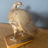 Stuffed/stuffed partridge