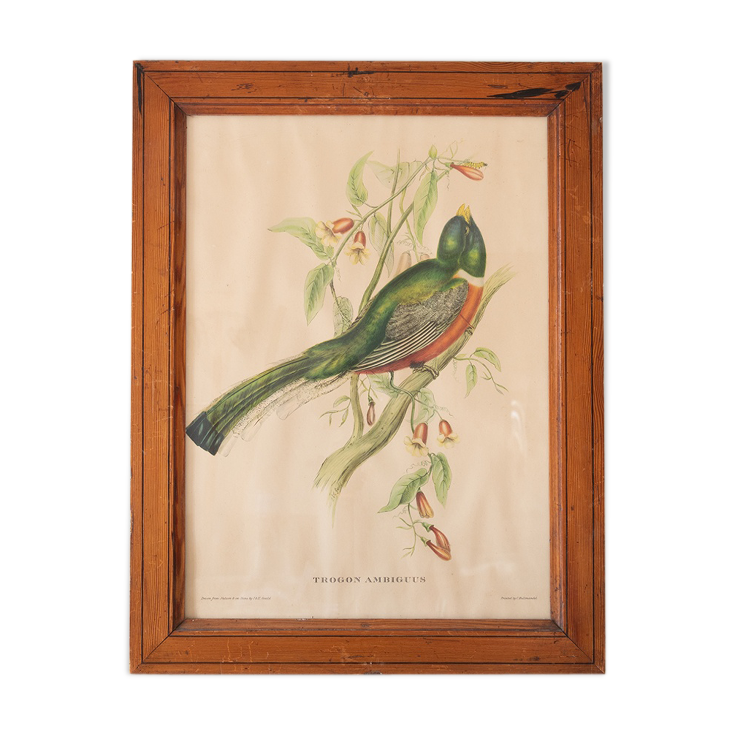 Exotic bird frame
