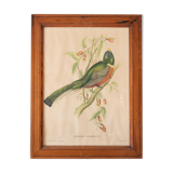 Exotic bird frame
