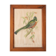 Exotic bird frame