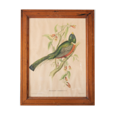 Cadre d'oiseau exotique