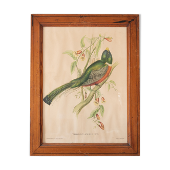 Exotic bird frame