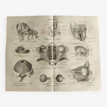 Gravure ancienne - Anatomie de l'oeil et de l'oreille - Affiche originale de 1909
