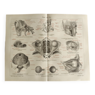 Gravure ancienne - Anatomie de l'oeil et de l'oreille - Affiche originale de 1909