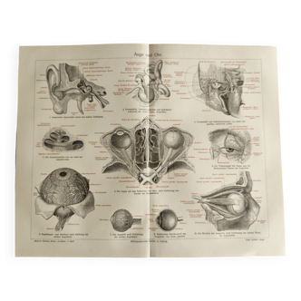 Antique print - Anatomy of the eye and ear - Original poster from 1909