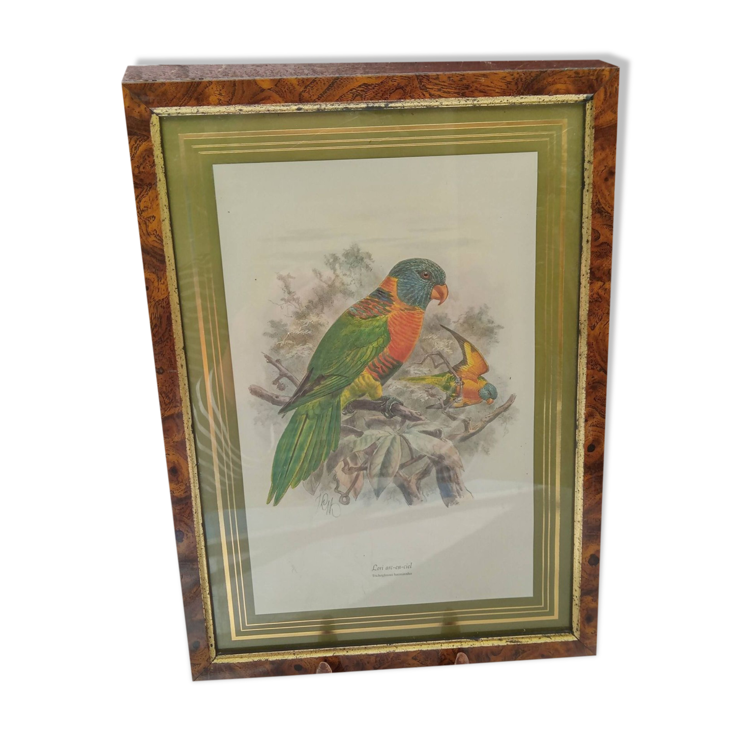 Tableau oiseau Lori