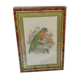 Tableau oiseau Lori