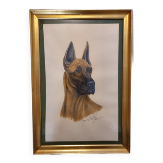 Maurice Brailly dessin chien Dogue Allemand