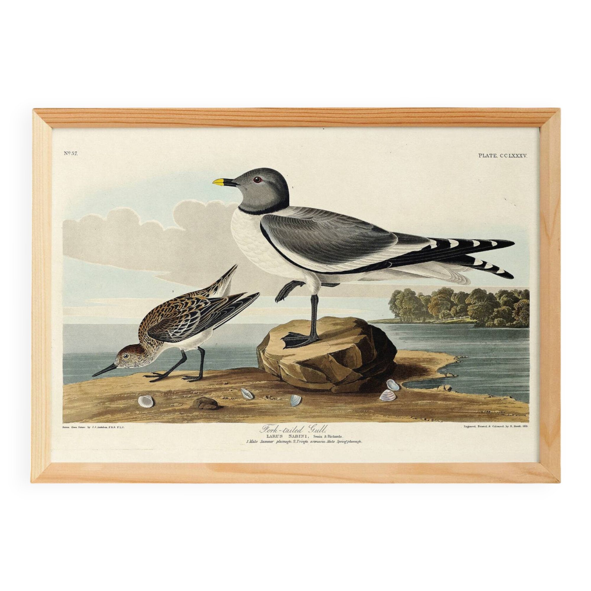 Poster for Sabine's Seagull, based on an old engraving from 1827.