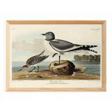 Poster for Sabine's Seagull, based on an old engraving from 1827.