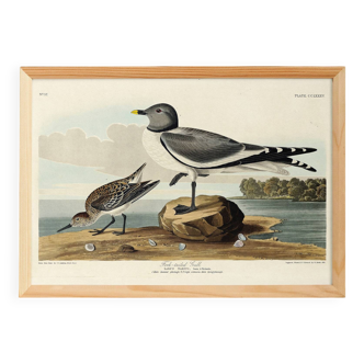 Poster for Sabine's Seagull, based on an old engraving from 1827.