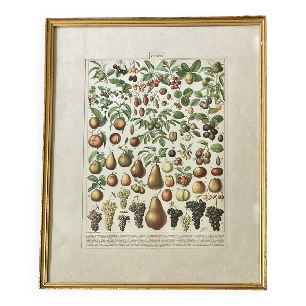 Planche les fruits encadrement doré