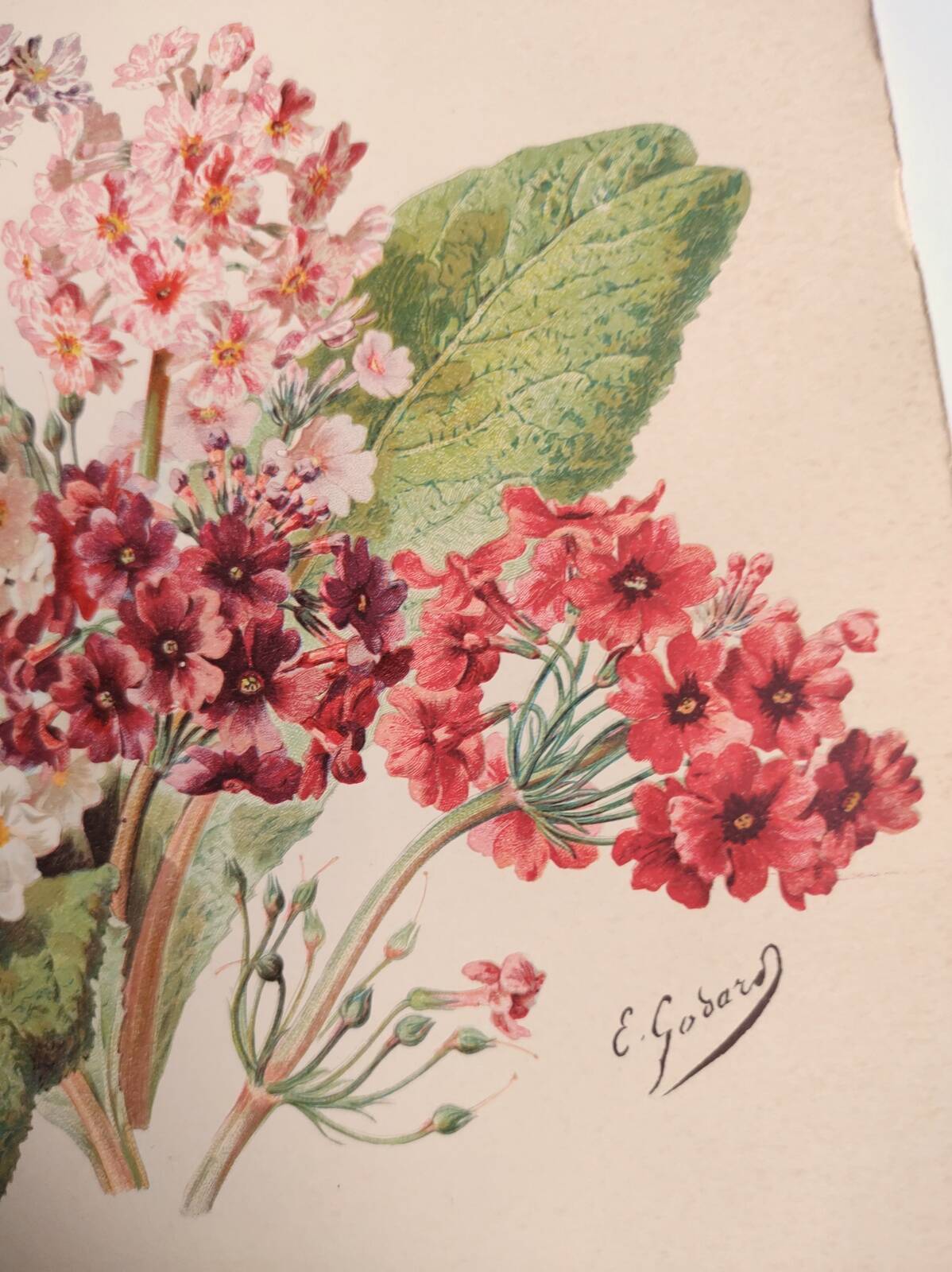 Botanical engraving from 1897 - Japanese primrose - original old flower plate by E.Godard