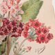Botanical engraving from 1897 - Japanese primrose - original old flower plate by E.Godard