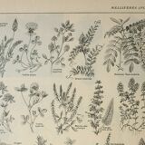 Lithographie ancienne, Plantes méllifères, fleurs, butinage, 1922