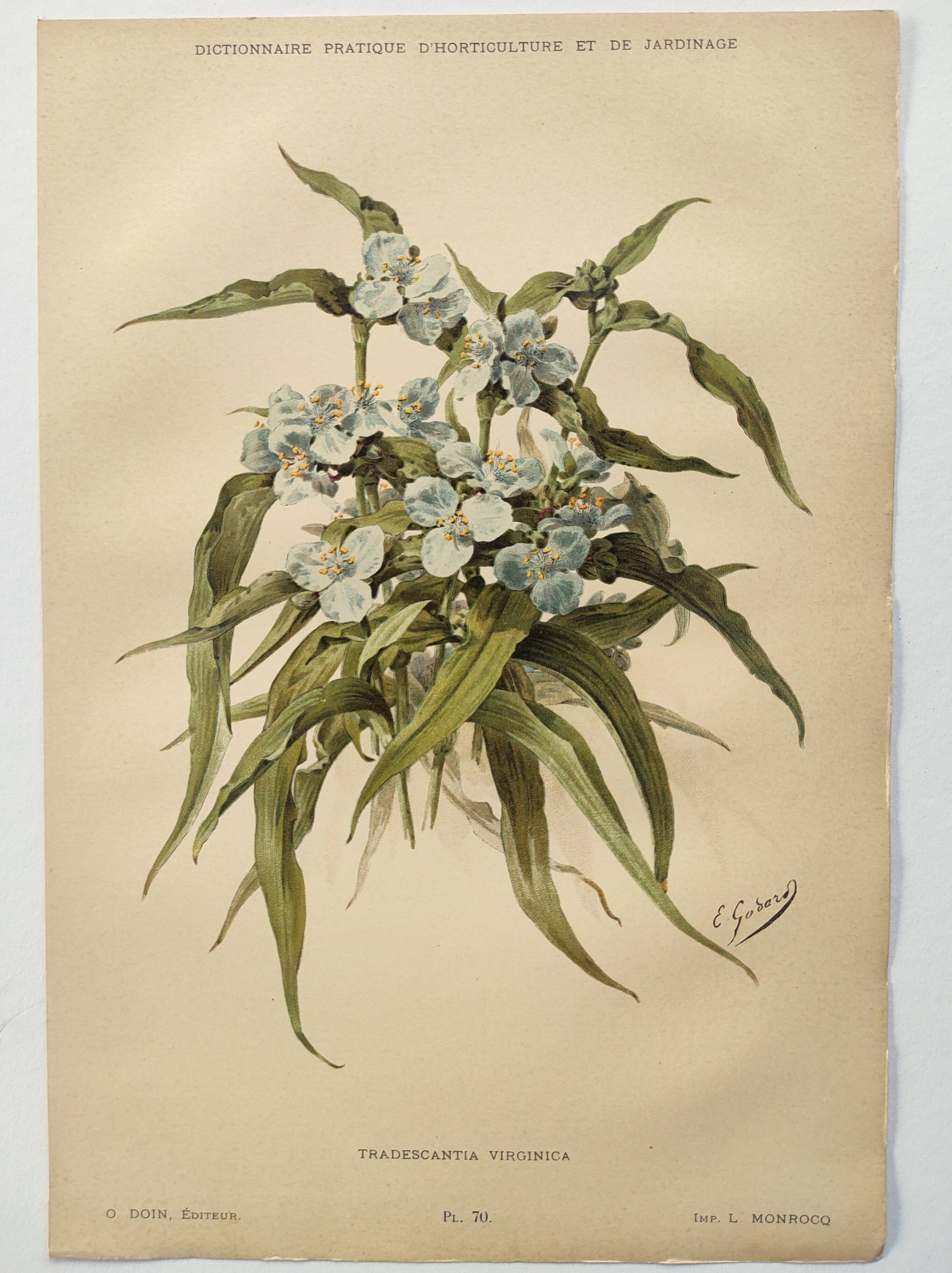 Antique plate from 1897 - Tradescantia Virginica - Original illustration