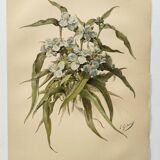 Antique plate from 1897 - Tradescantia Virginica - Original illustration