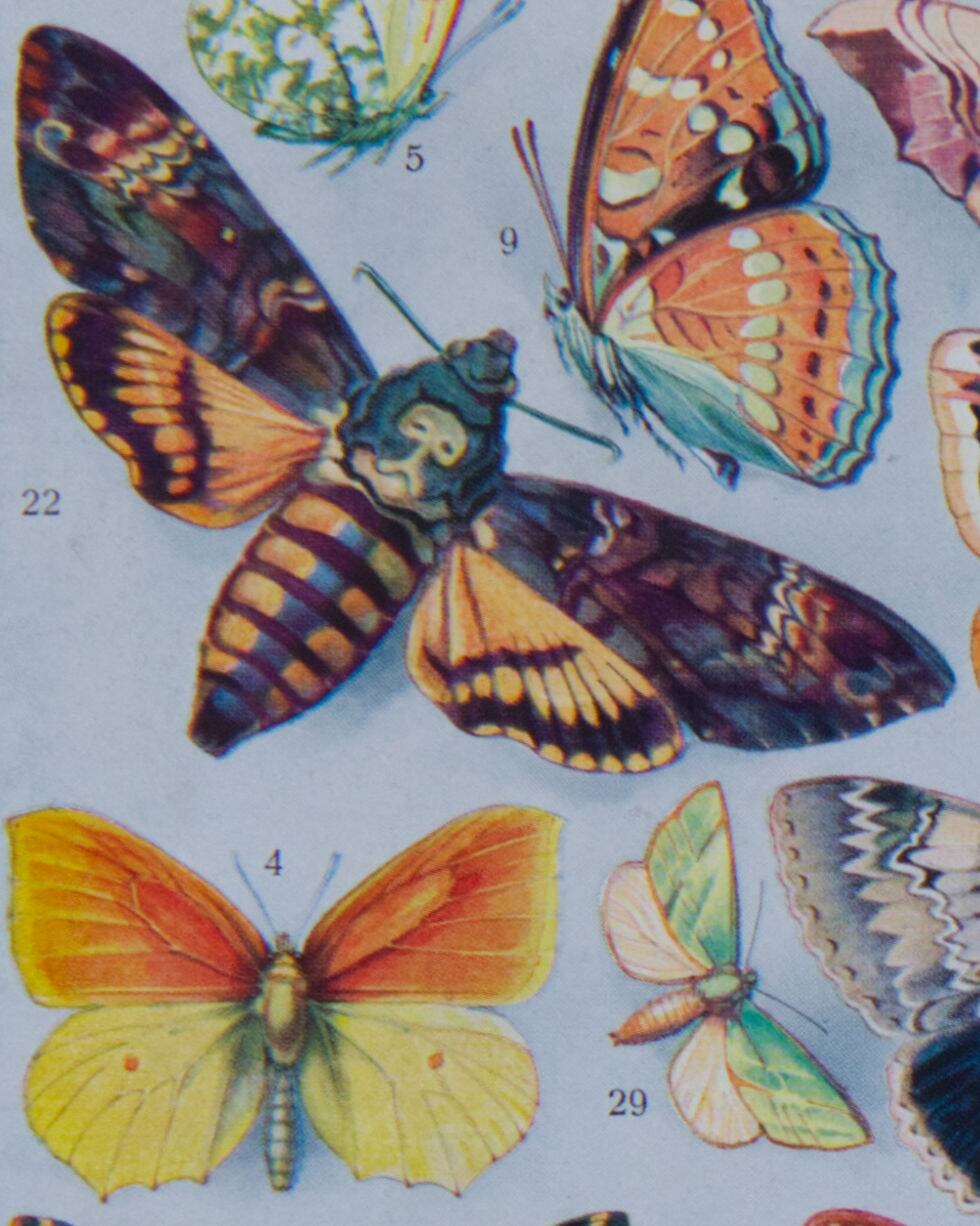 The butterflies of Europe – original naturalist plate, 1930 Adolphe Millot
