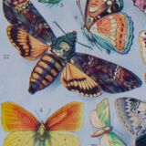 The butterflies of Europe – original naturalist plate, 1930 Adolphe Millot