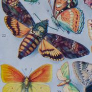 The butterflies of Europe – original naturalist plate, 1930 Adolphe Millot